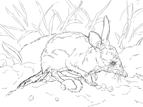 Cute Bilby Coloring Page